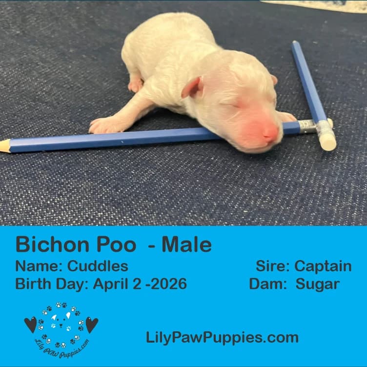 Adorable Black & White Bichon Poo - Cuddles - Male