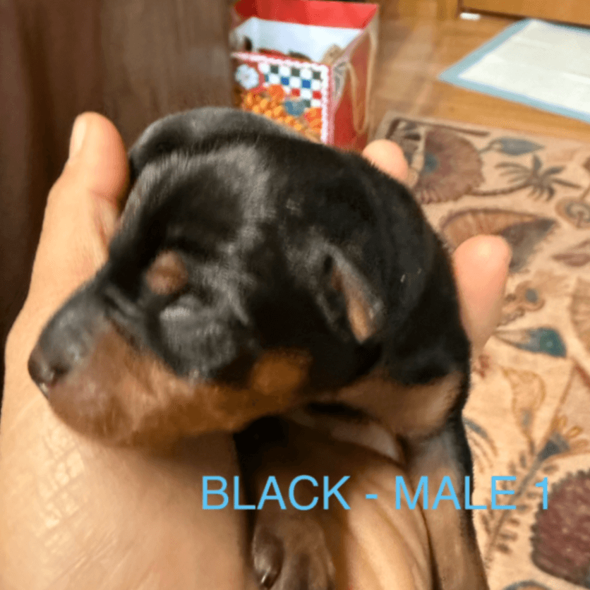 Miniature Pinscher Puppy - Male 1 - Black and Rust - ML03M1