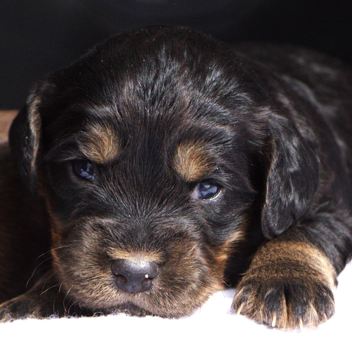 CKC Working English Cocker Spaniel Pups