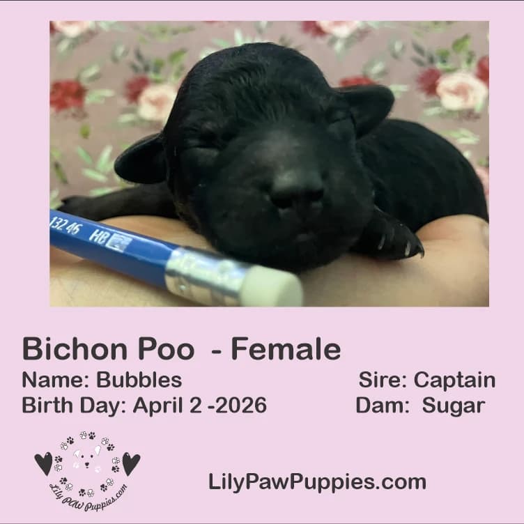Adorable Black Bichon-Poo