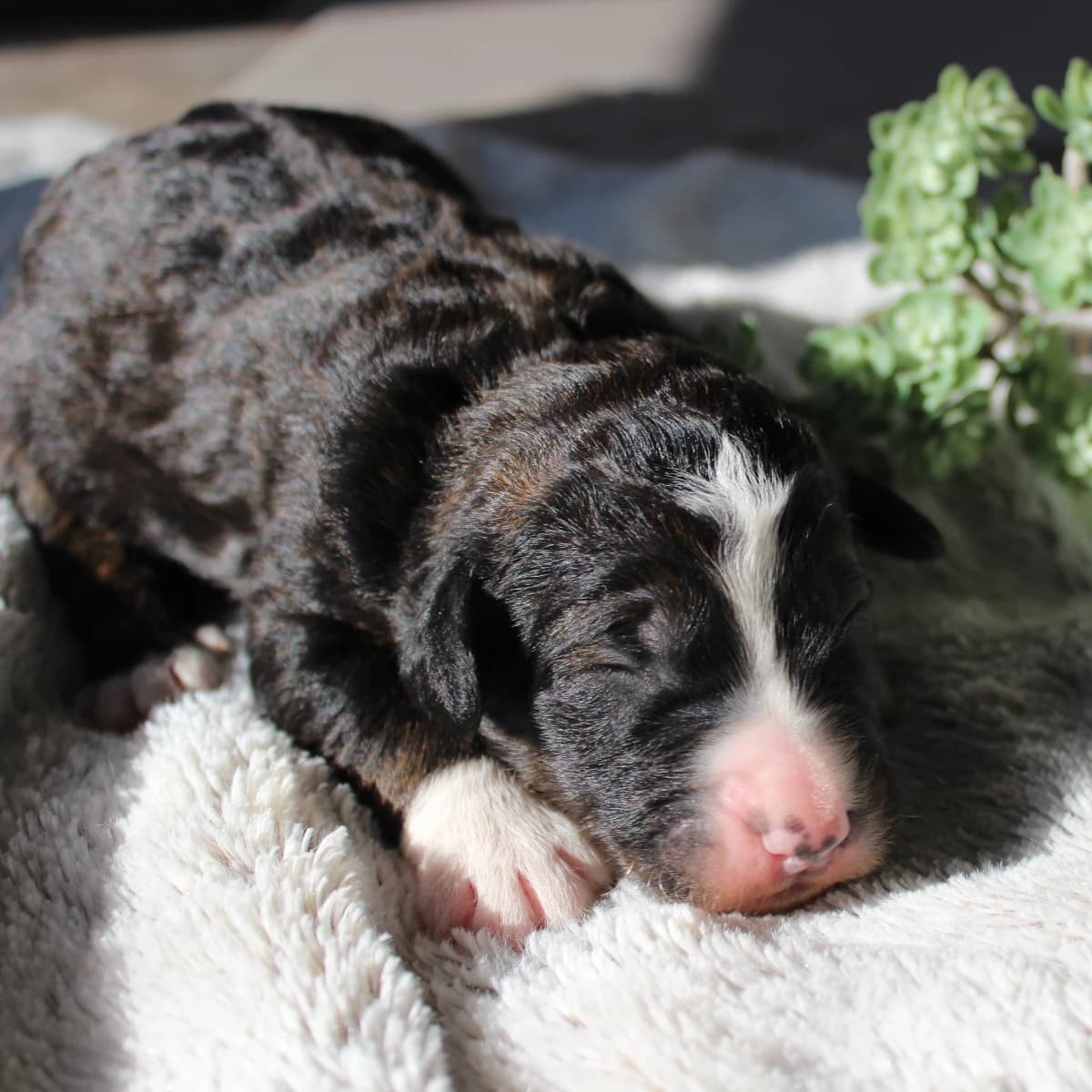 Stunning Standard Bernedoodle