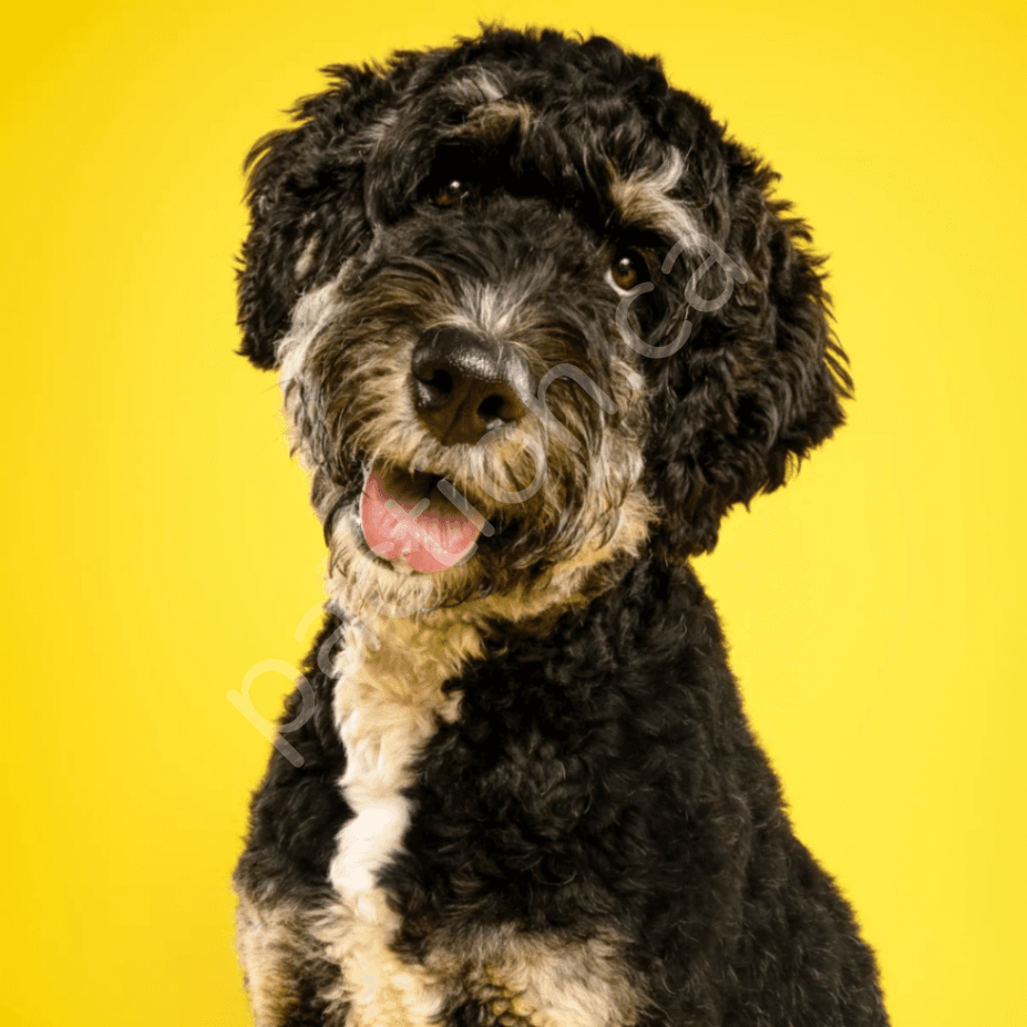 Izzy’s Medium Bernedoodle