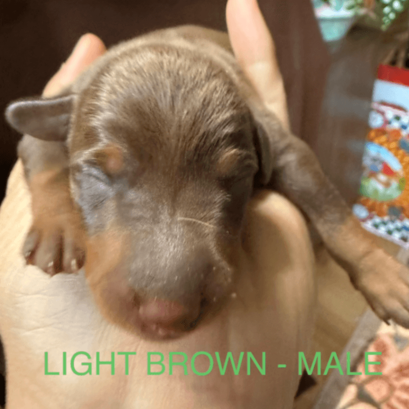 Miniature Pinscher Puppy - Male 3 - Brown and Tan - ML03M3