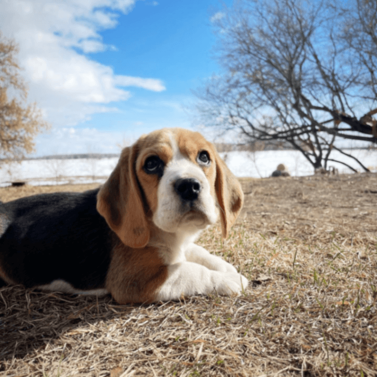 CKC Registered Beagle Puppies Expected