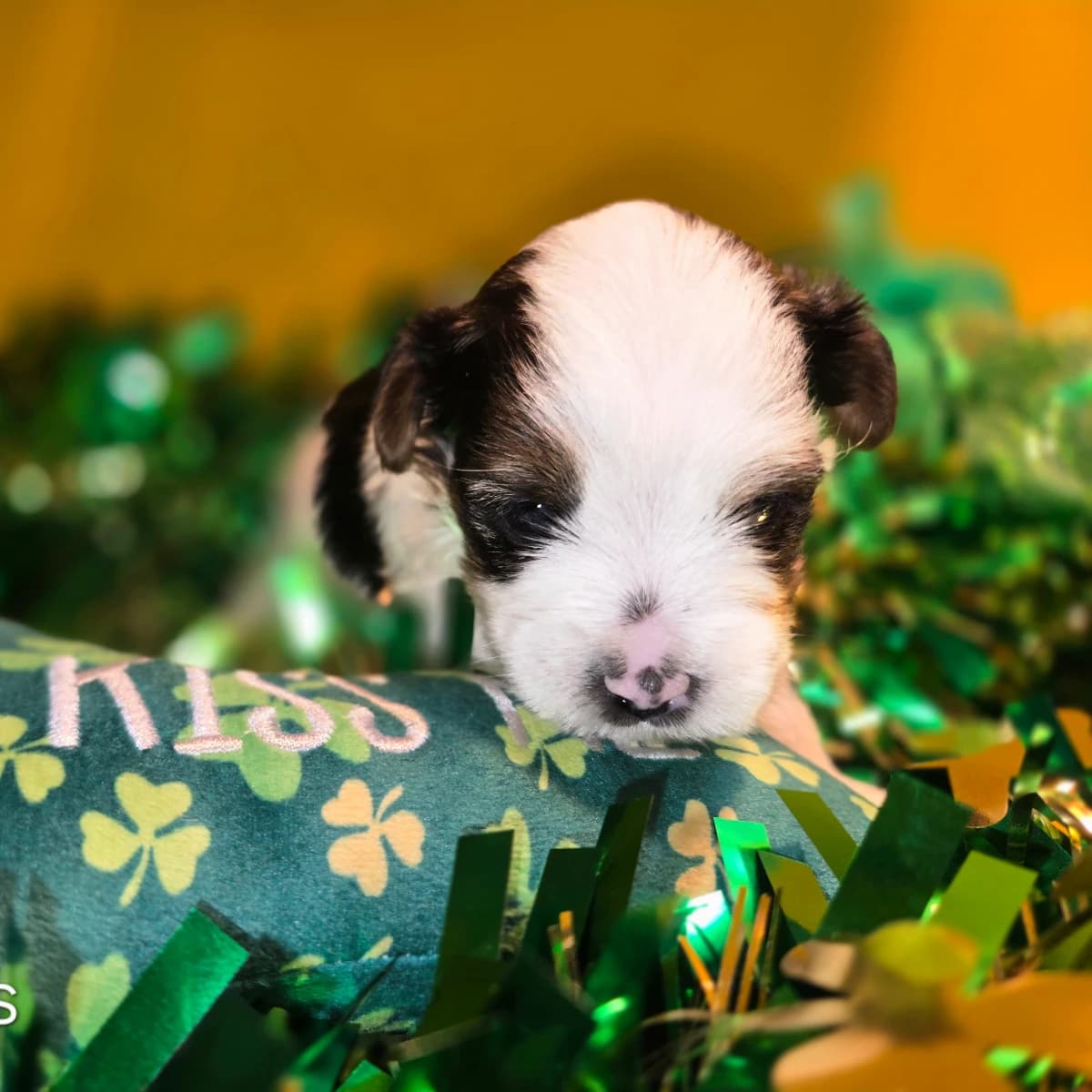 Exquisite's Nat has been reserved