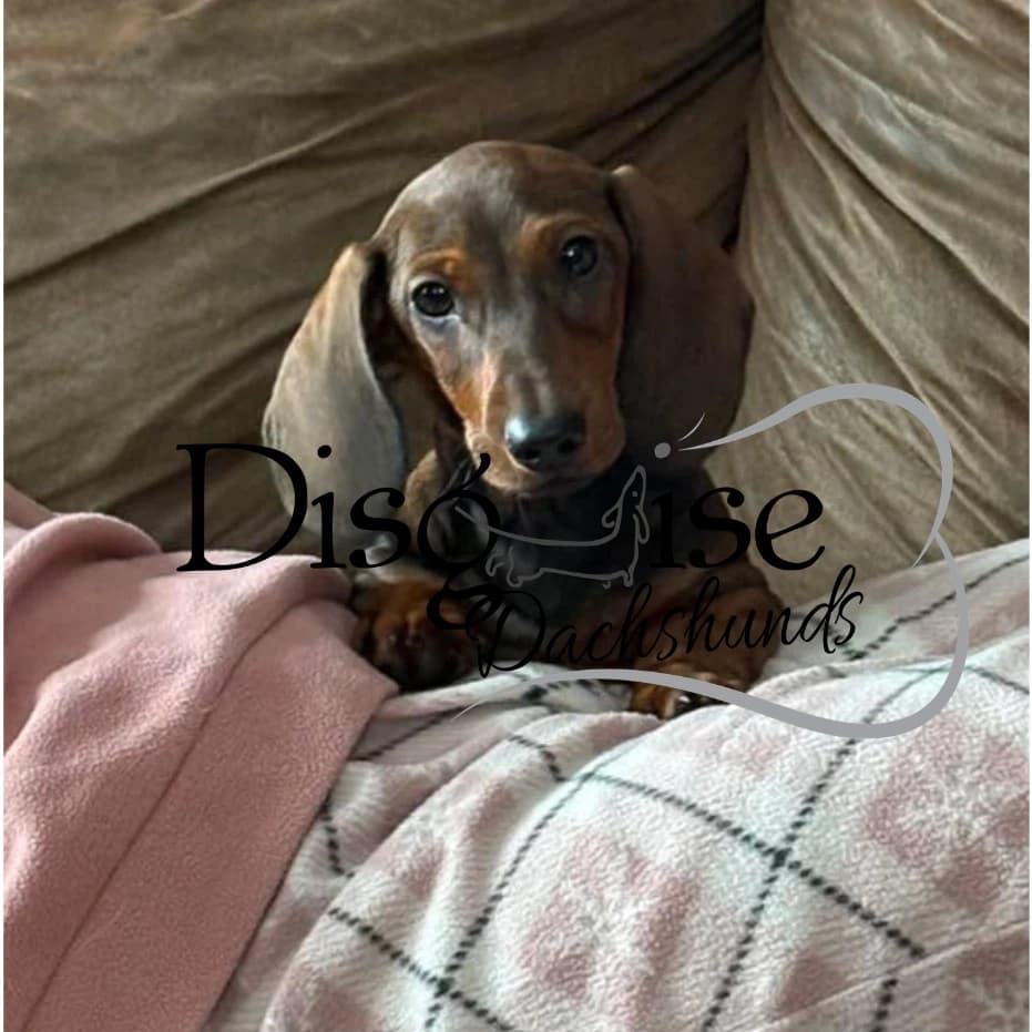 Miniature Dachshunds