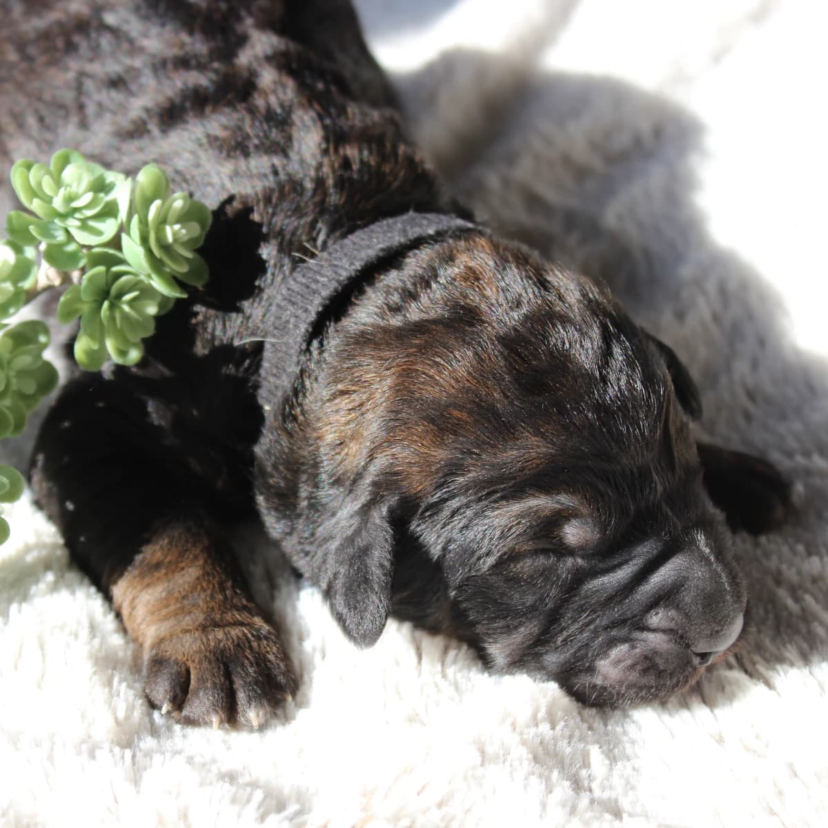 Stunning Standard Bernedoodle Puppies