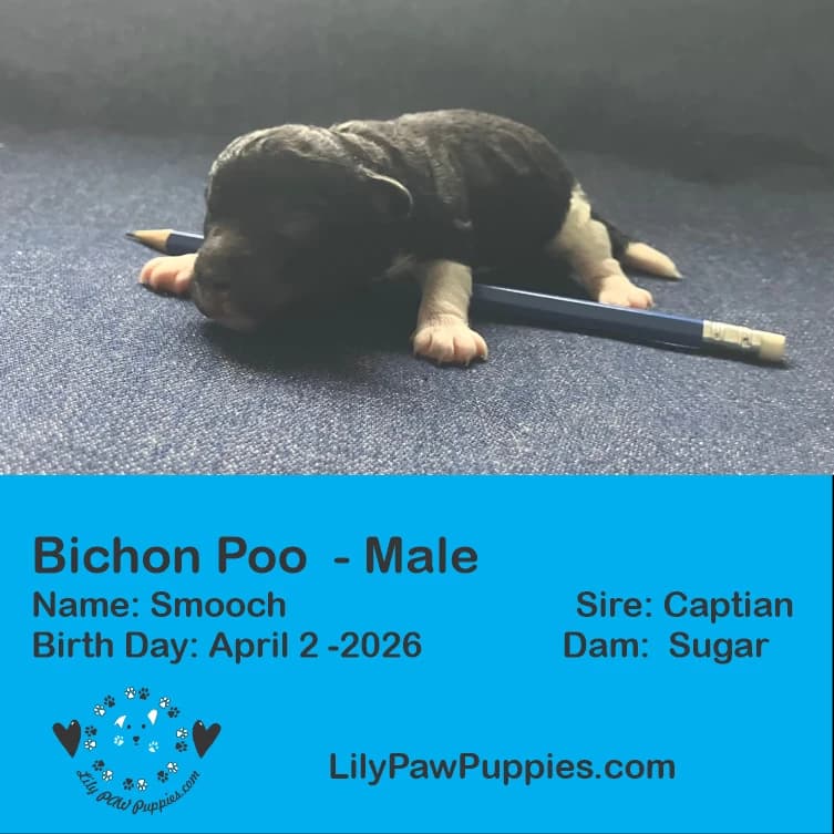 Adorable Black & White Bichon Poo - Smooch - Male