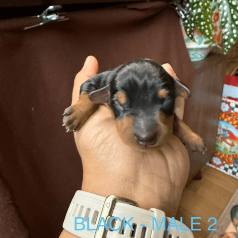 Miniature Pinscher Puppy - Male 2 - Black and Rust - ML03M2