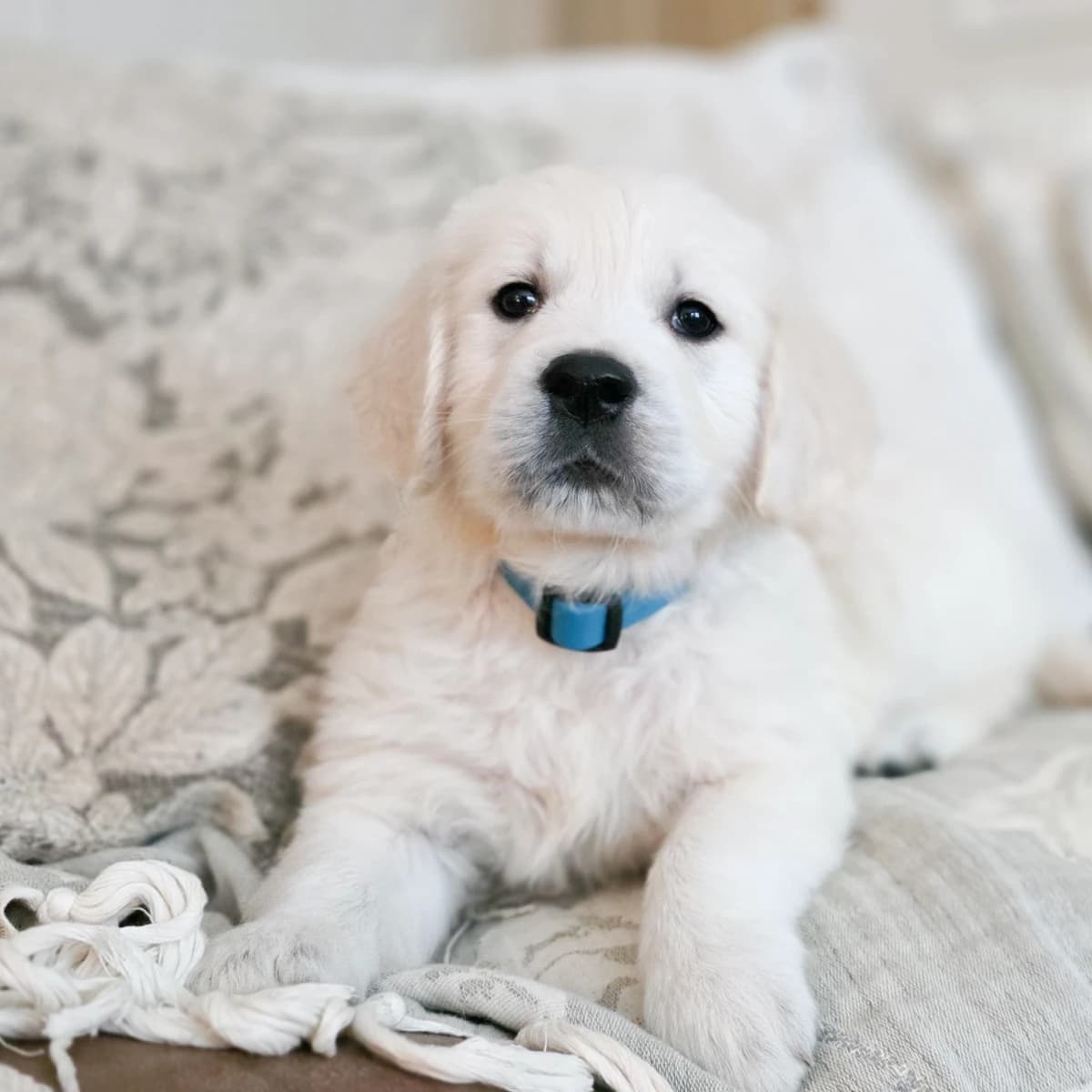 English Cream Golden Retriever
