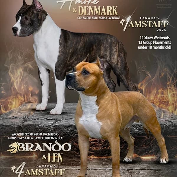 Summer 2026 Amstaff Litter - Brando & Amore