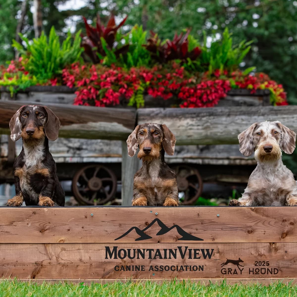 Standard Wirehaired Dachshund Fall Litter