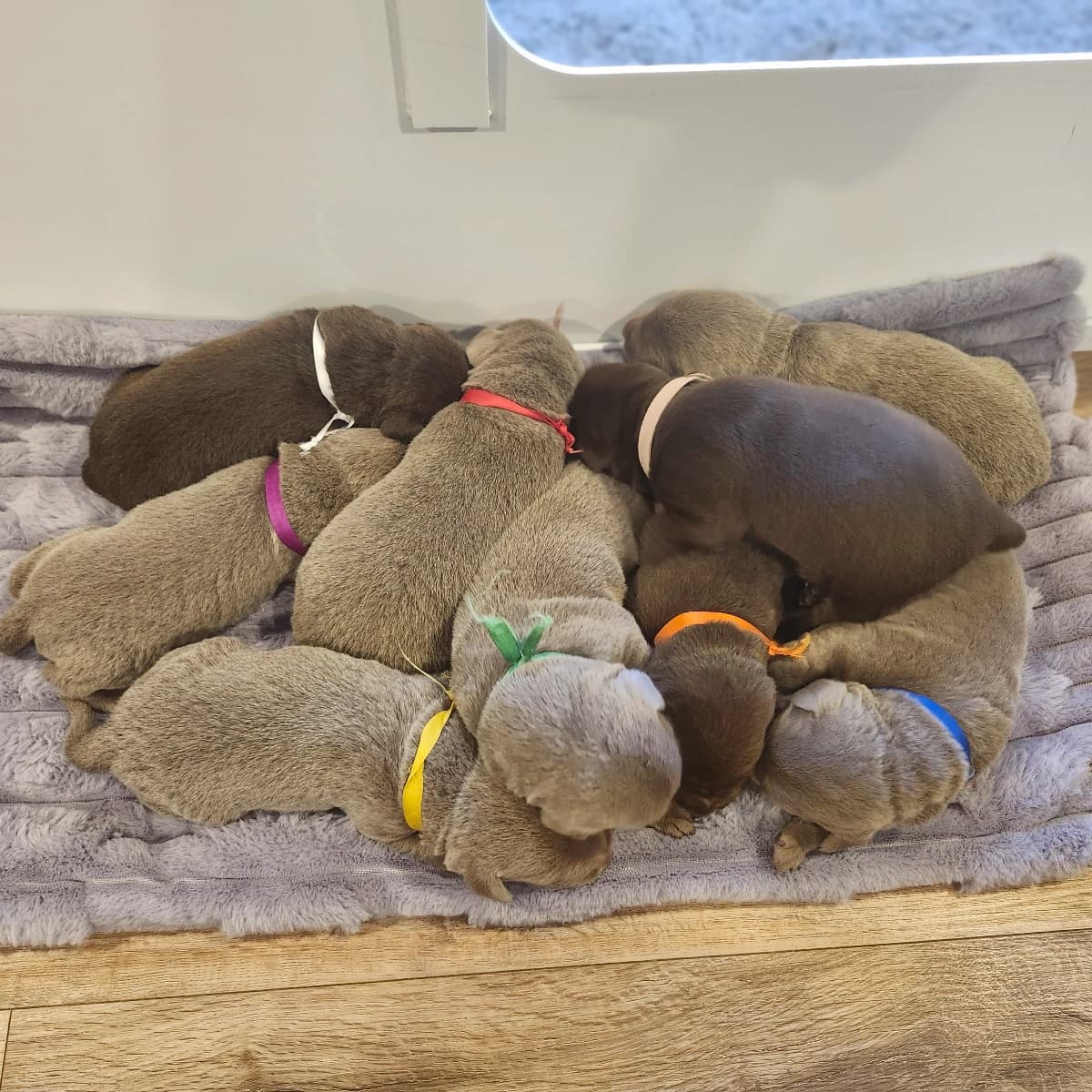 Lolly & Sterling summer 2026