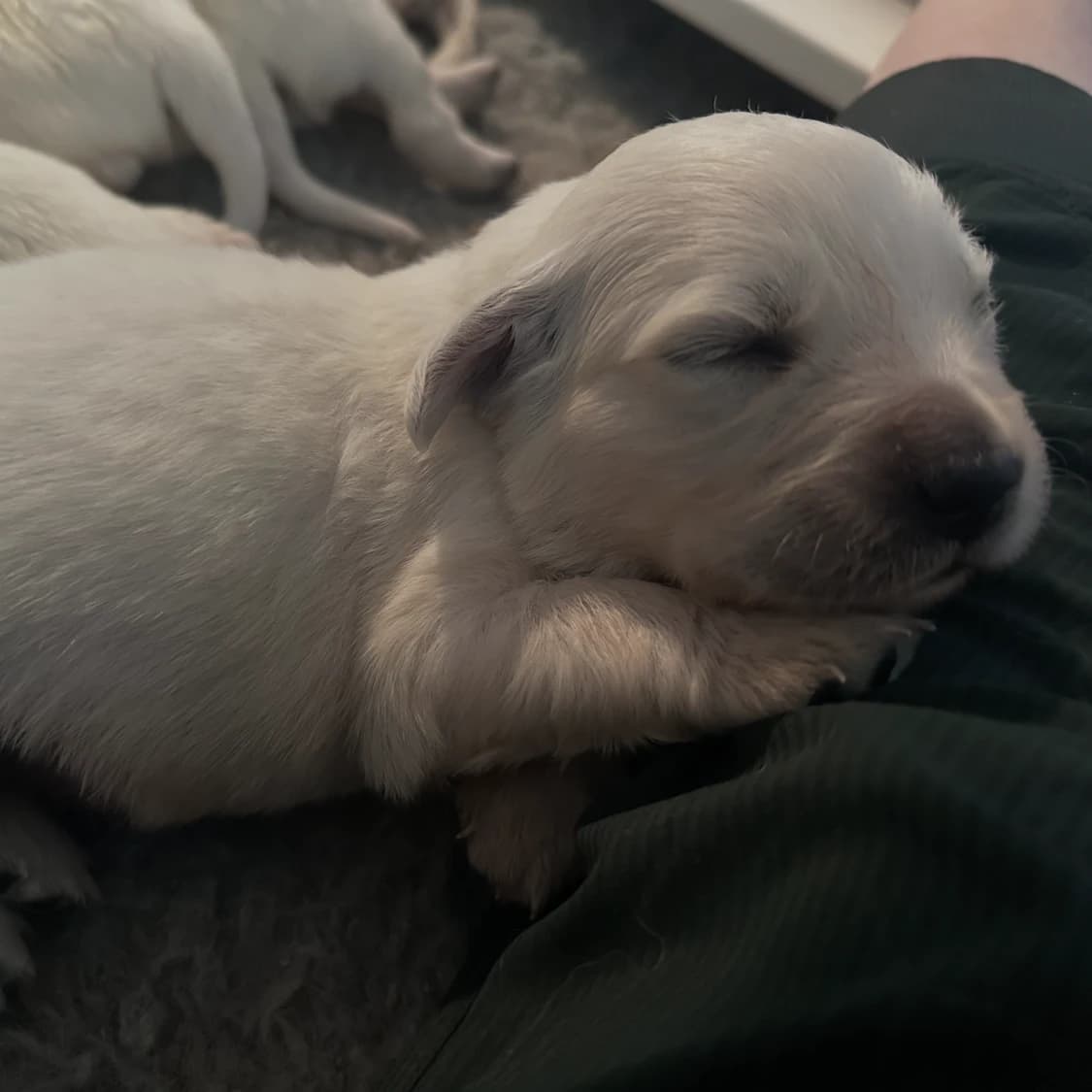 Golden retriever Puppies