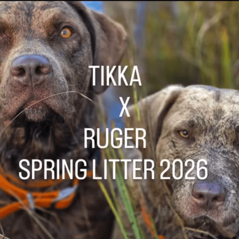 Tikka x Ruger 2026 Spring Litter