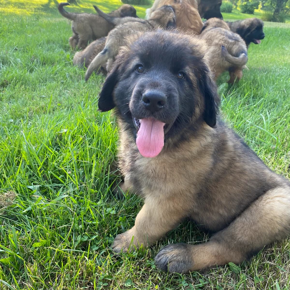 Leonberger puppies due March 9 and ready for their forever homes in early May 2026