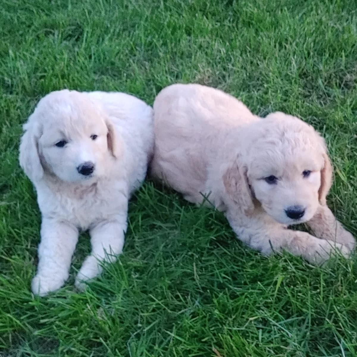 F1 standard goldendoodle puppies